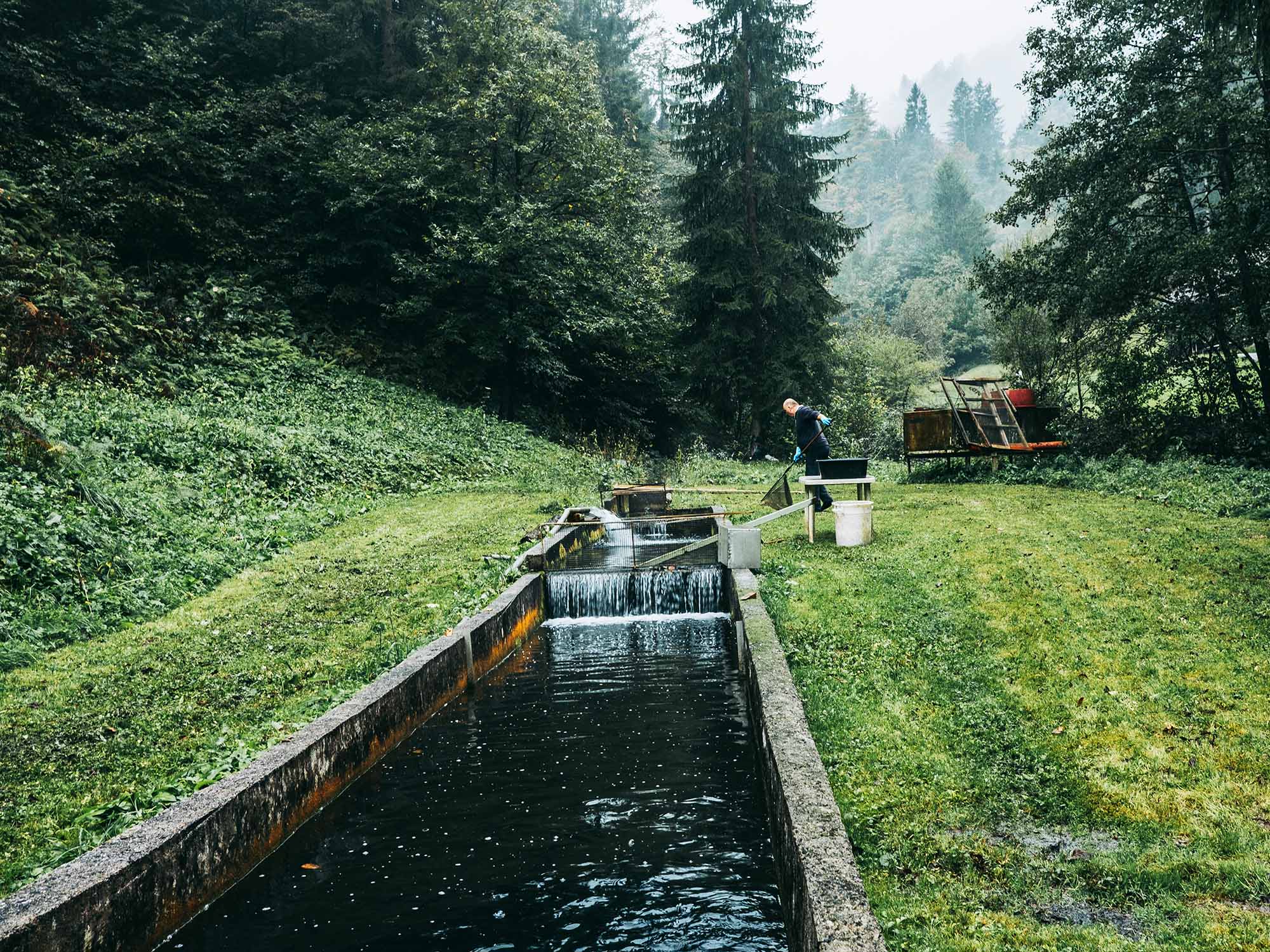 Trout Roman Koligar