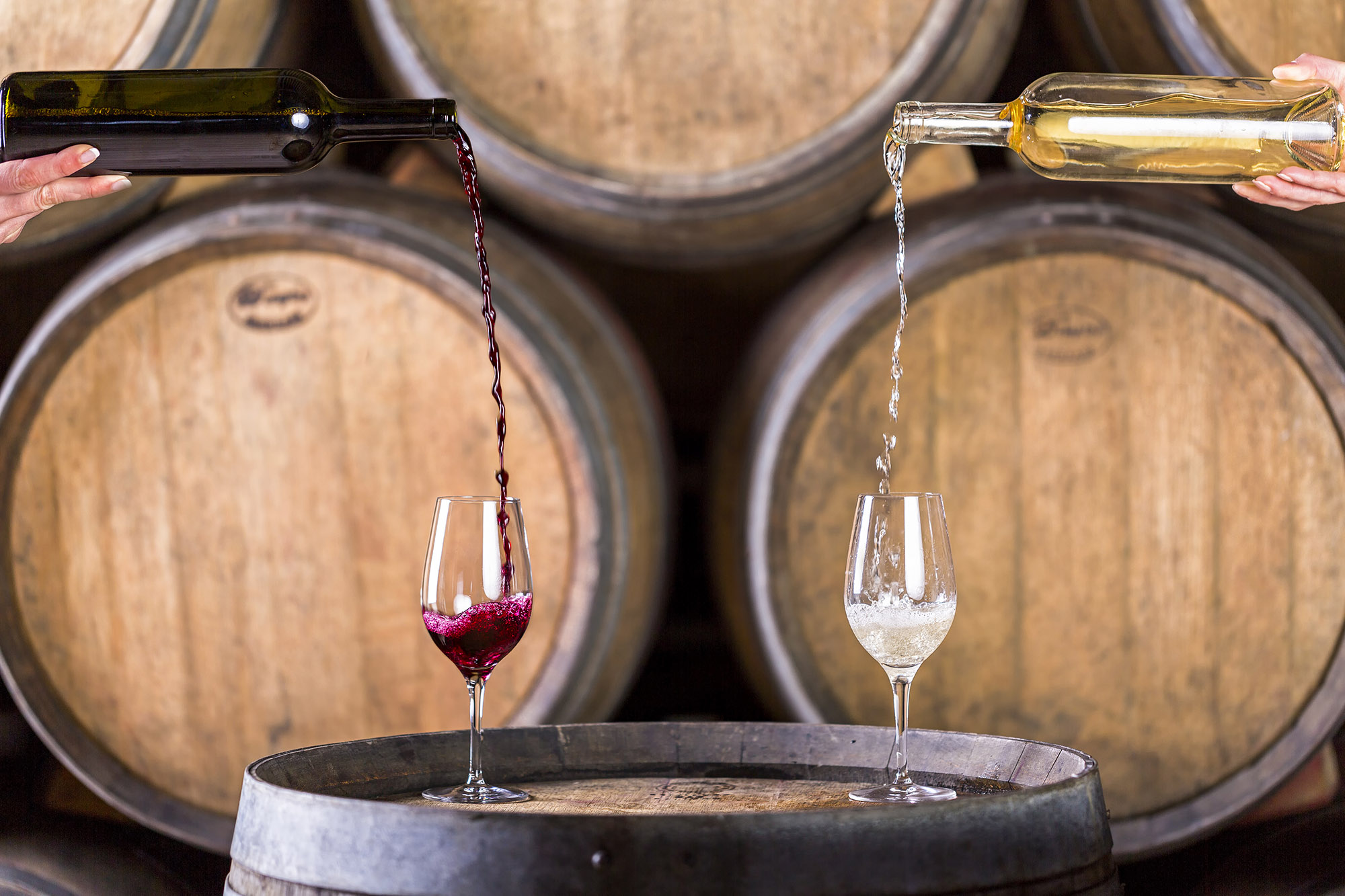 vino
