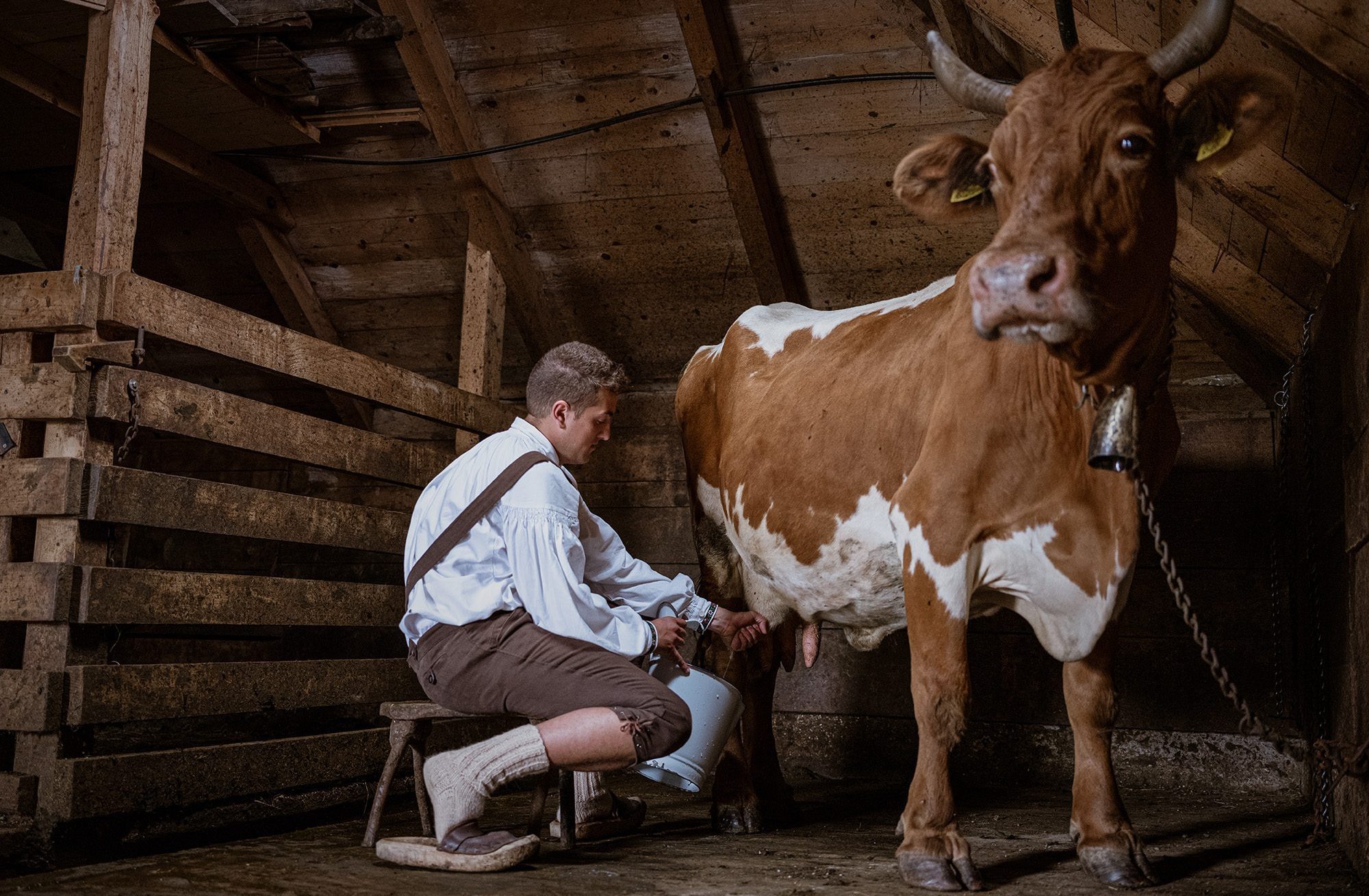 milking a cow at Velika planina