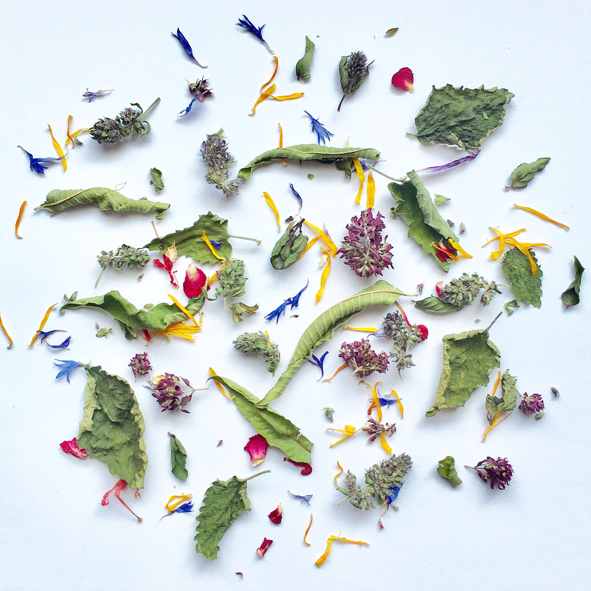 herbs from Gornji Grad