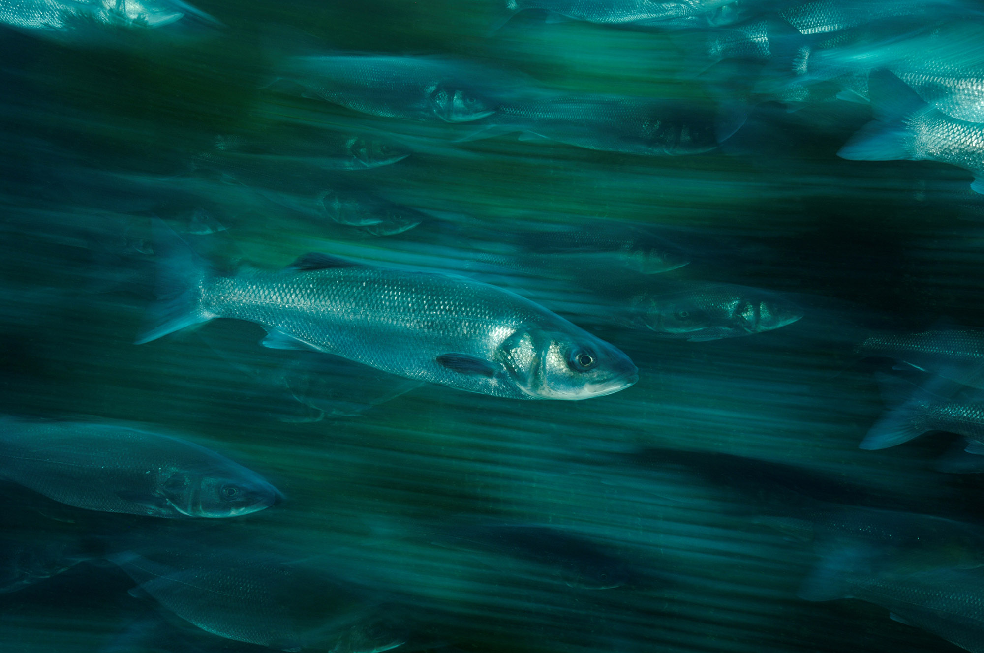Piran sea bass