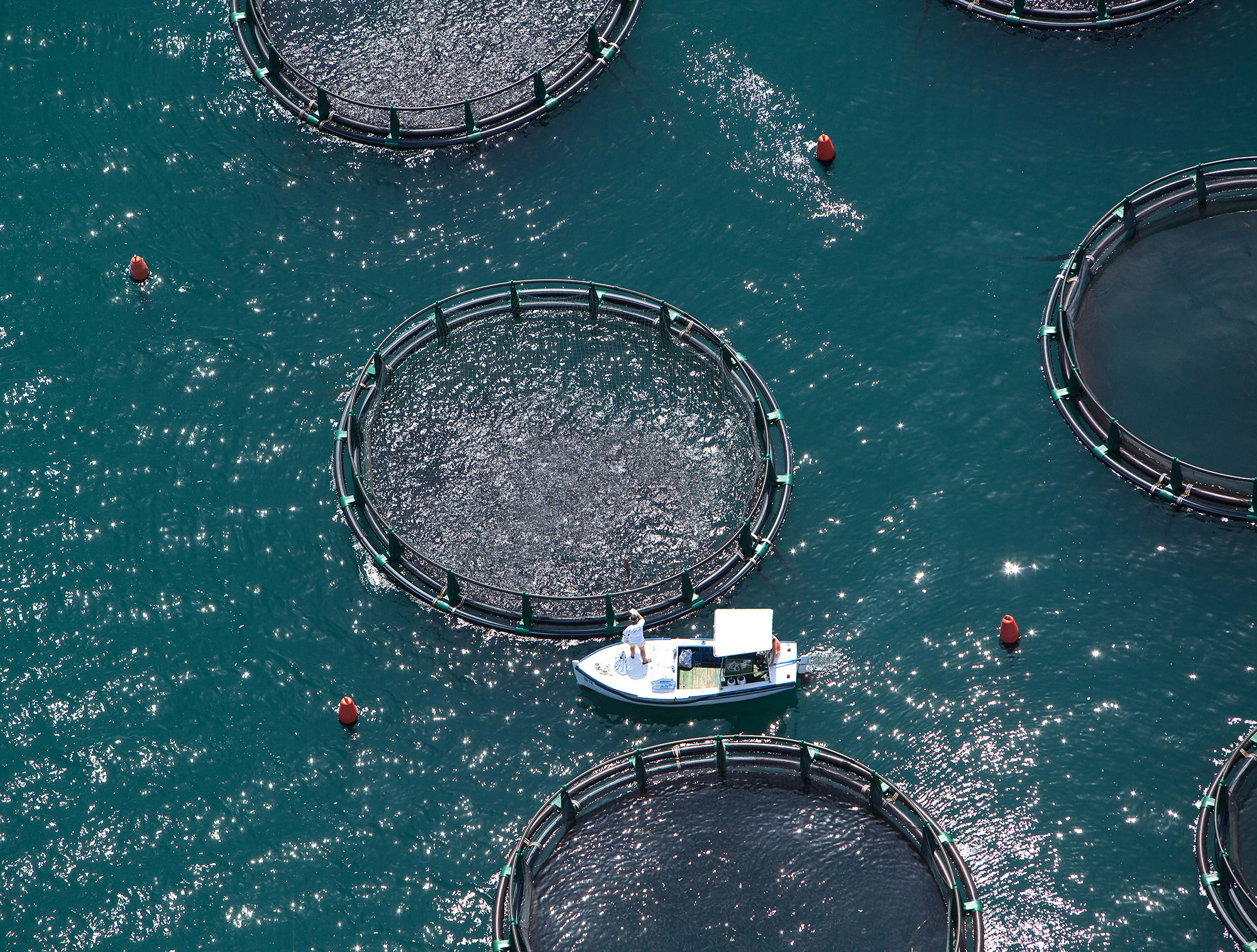 organic fish farm