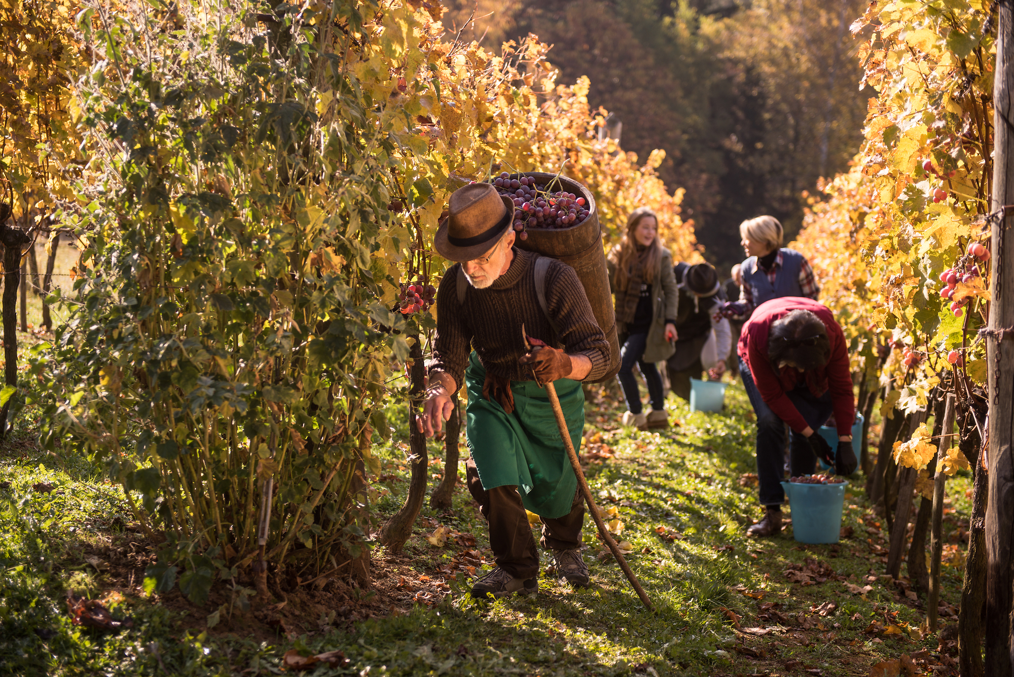 grape harvest