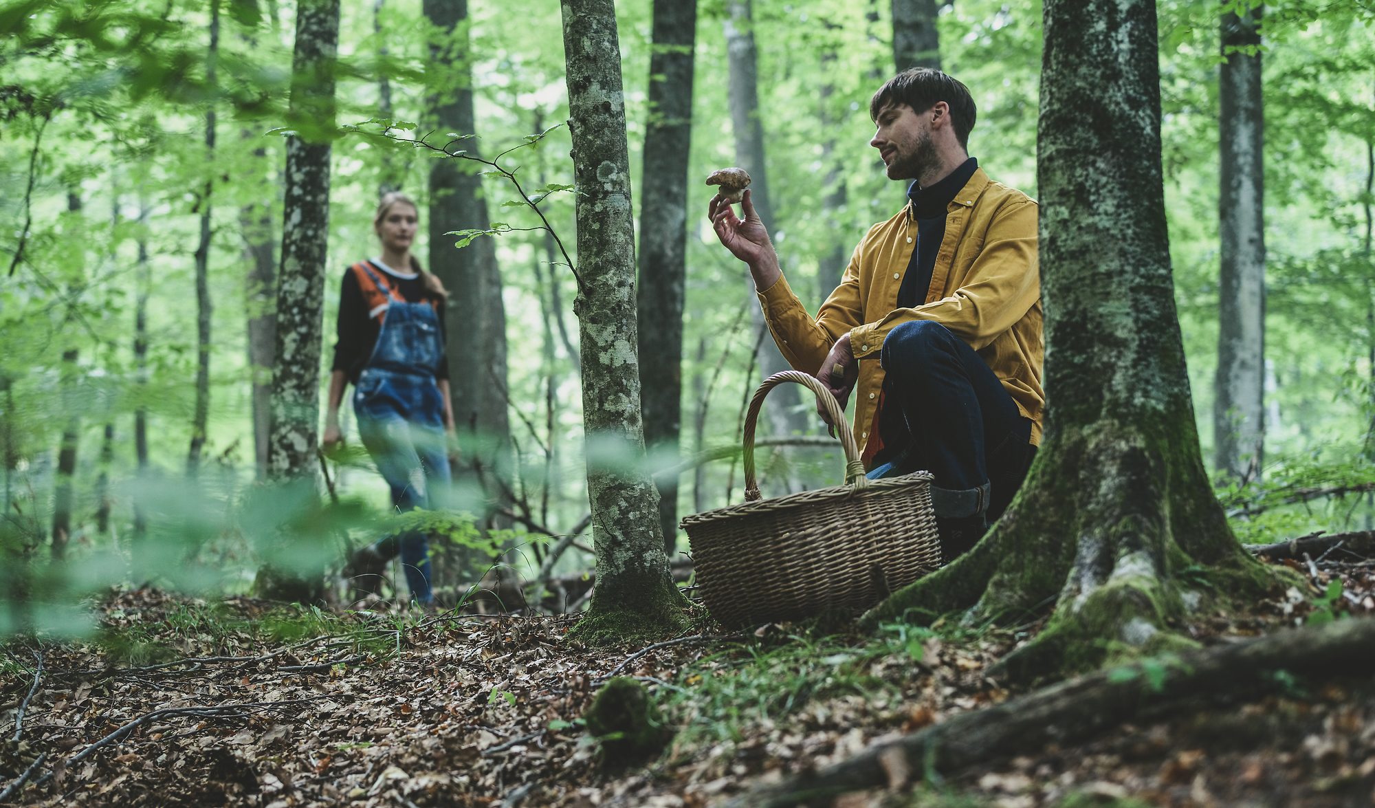 picking mushrooms in Slovenian forests