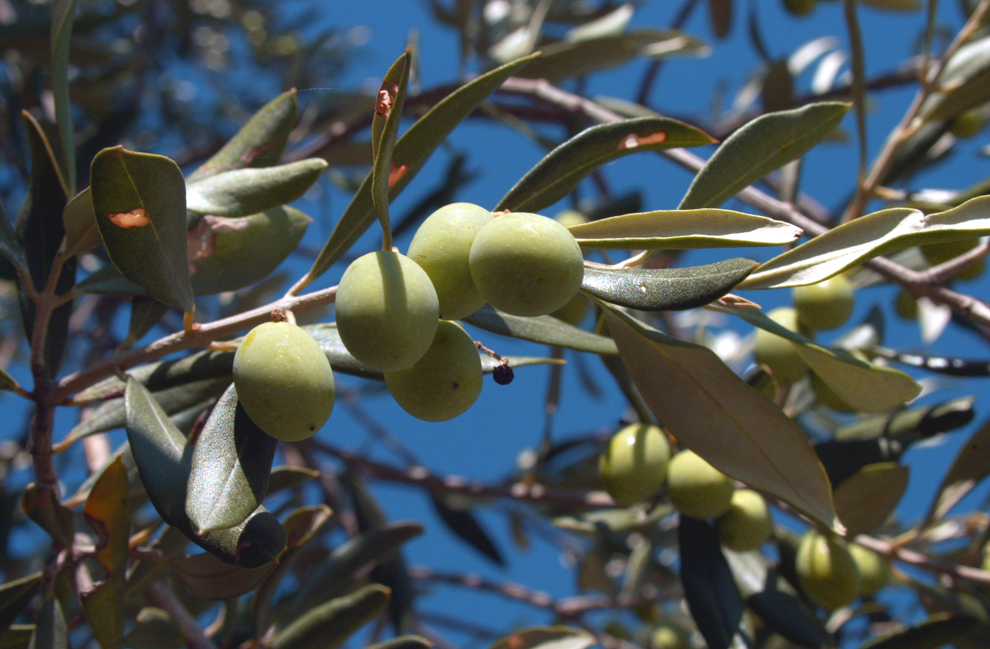 olives